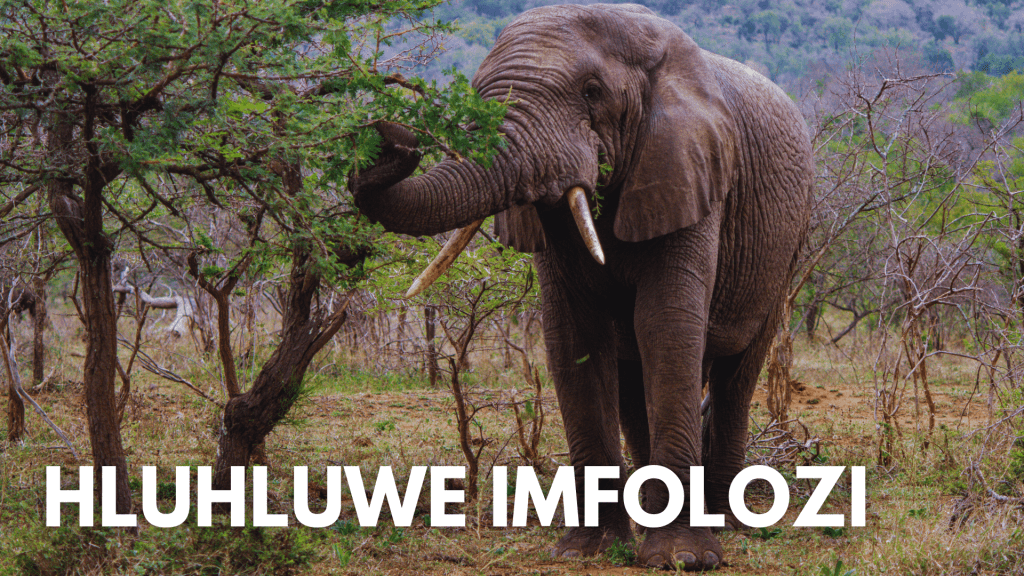Hluhluwe Imfolozi