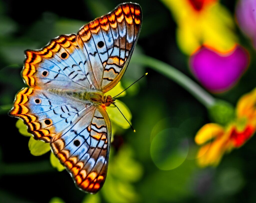 Butterflies