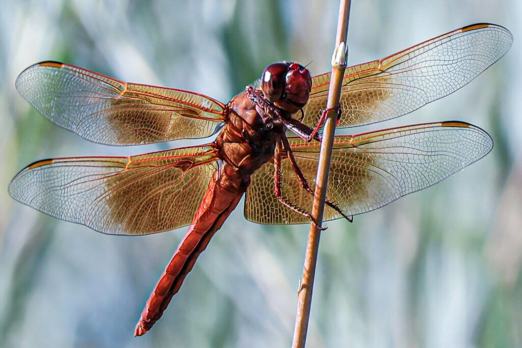 Dragonflies
