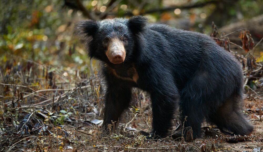 Sloth Bear