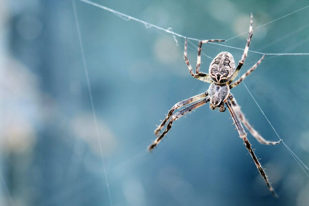 Spiders