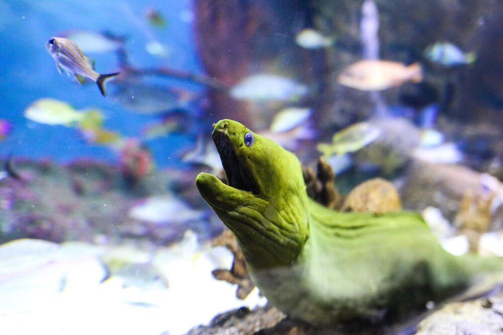 Green Moray Eel