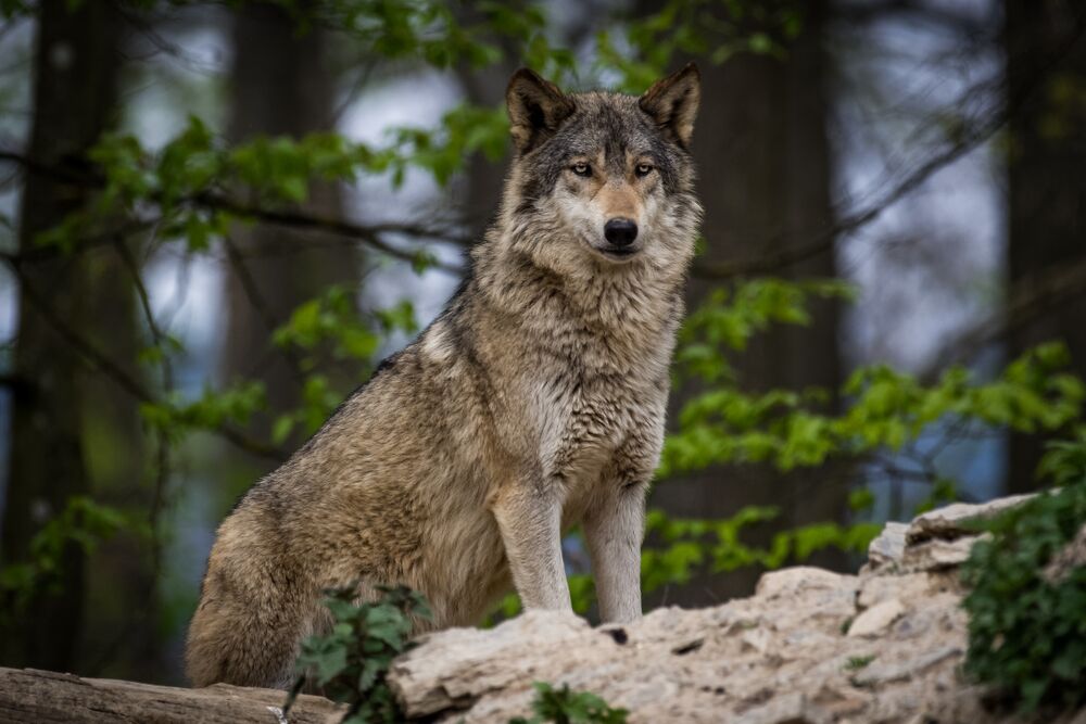 Timber Wolf
