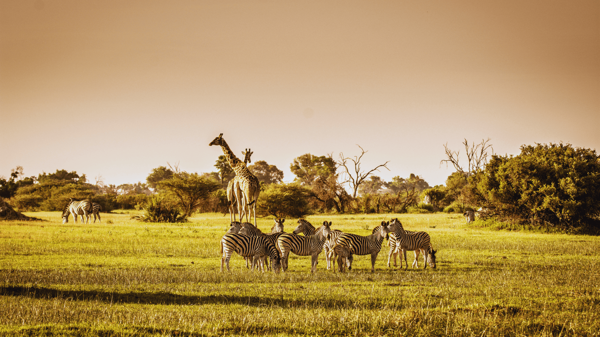 Wildlife Encounters